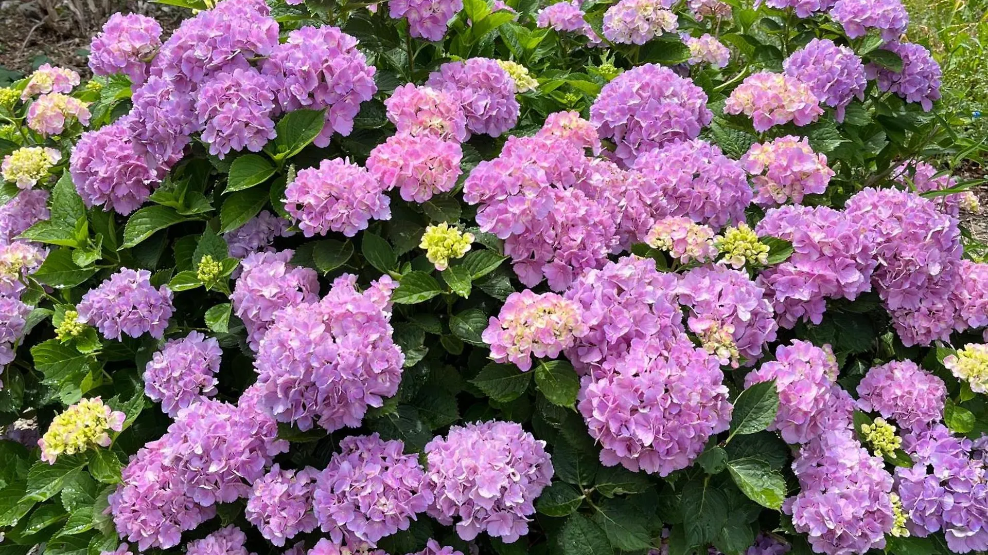 بيت خشبي Cottage Morino Nakamatachi NakaNakafurano